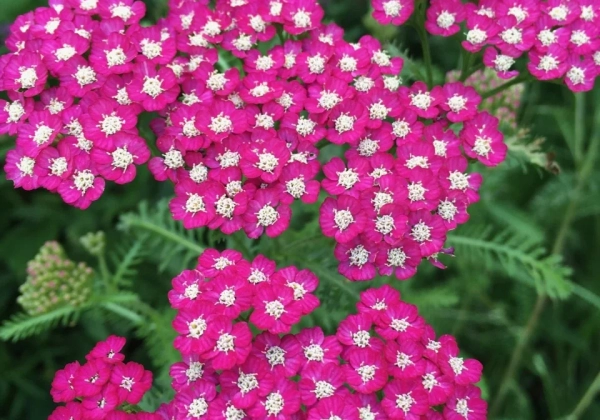Achillea millefolium New Vintage Violet