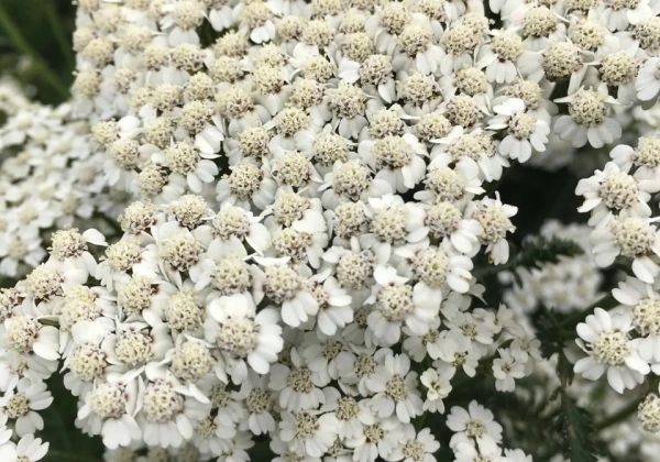Achillea millefolium New Vintage White