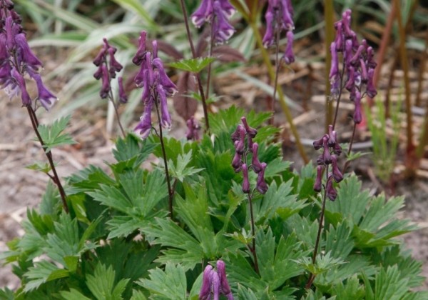 Aconitum Purple Sparrow