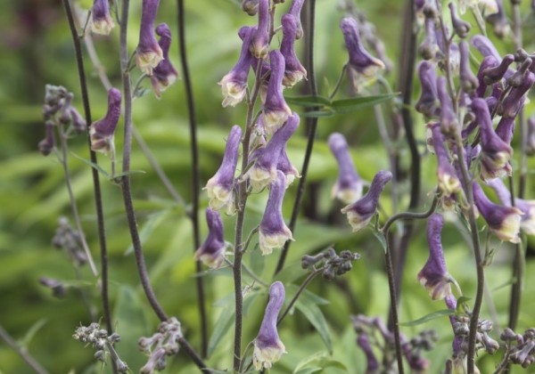Aconitum Purple Sparrow