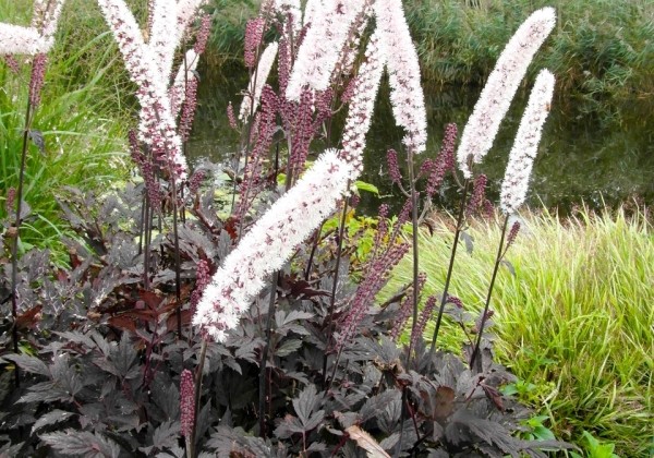 Cimicifuga simplex Chocoholic