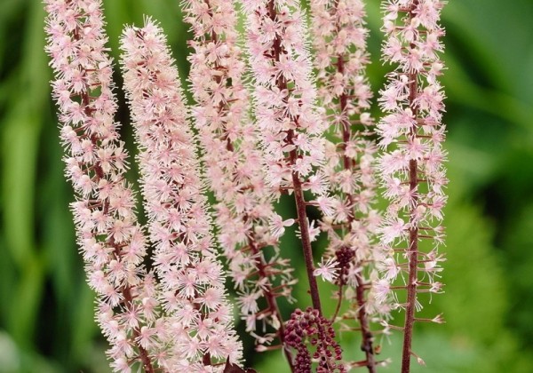 Cimicifuga simplex Pink Spike