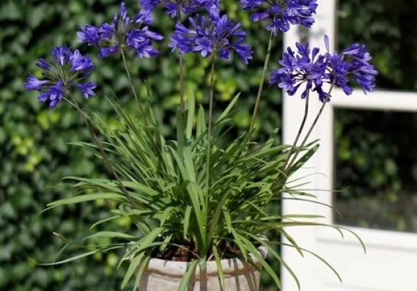 Agapanthus africanus Brilliant Blue