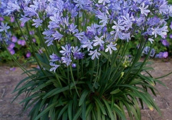 Agapanthus africanus Charlotte