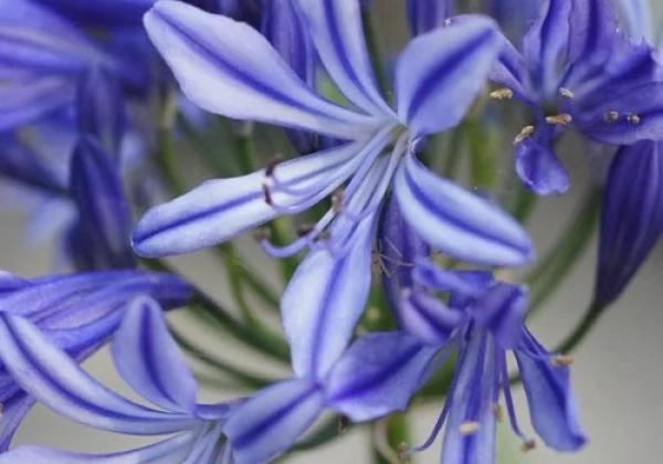 Agapanthus africanus Charlotte