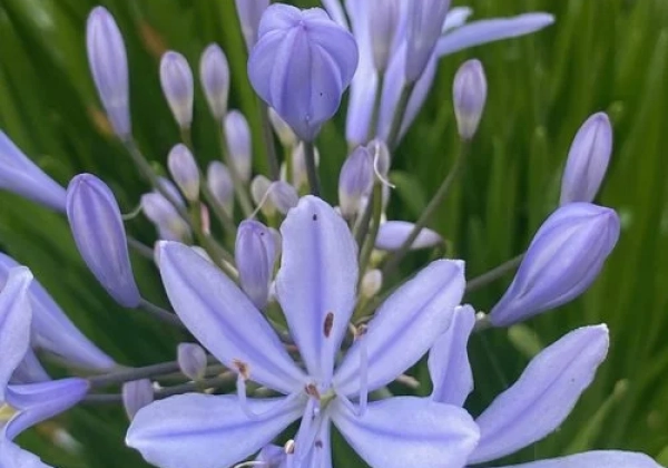 Agapanthus africanus Crystal Blue