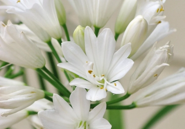 Agapanthus africanus Double Diamond