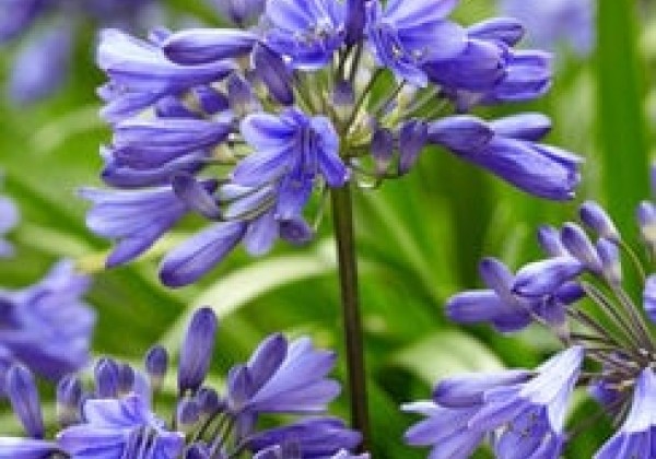 Agapanthus africanus Ever Sapphire