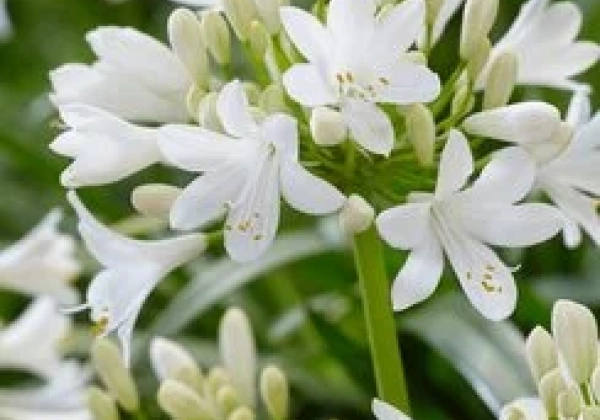 Agapanthus africanus Ever White