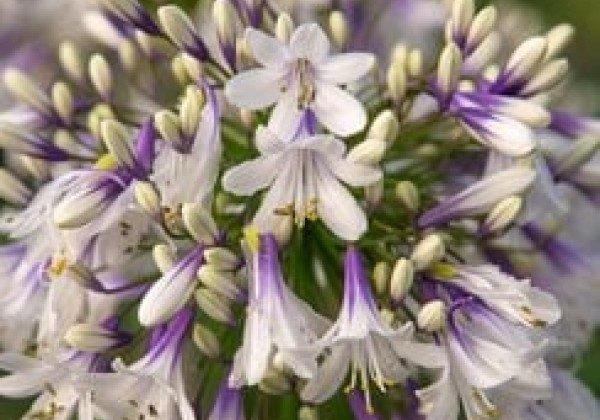 Agapanthus africanus Fireworks