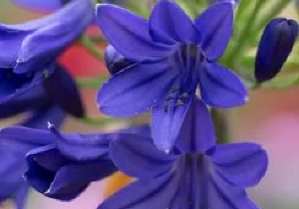 Agapanthus africanus Flower of Love