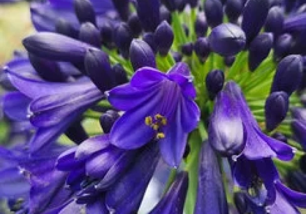 Agapanthus africanus Midnight Sky