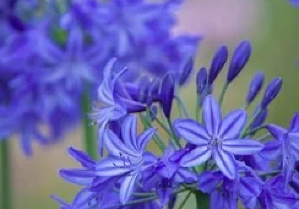 Agapanthus africanus Northern Star