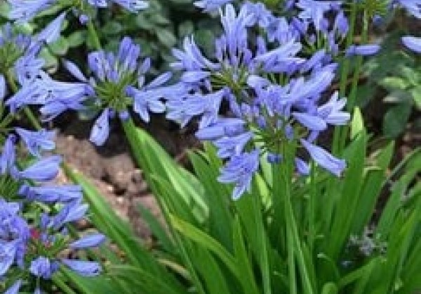 Agapanthus africanus Pitchoune Blue