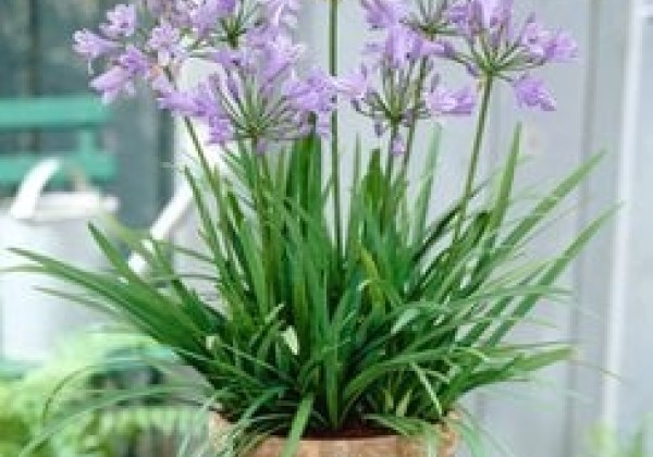 Agapanthus africanus Peter Pan