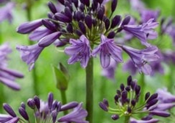 Agapanthus africanus Poppin Purple