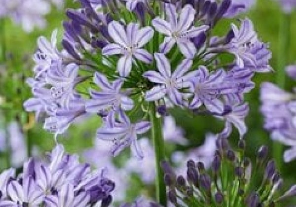 Agapanthus africanus Poppin Star