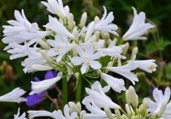 Agapanthus africanus Pitchoune White
