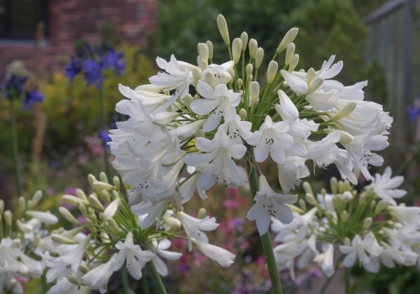 Agapanthus africanus Arctic Star