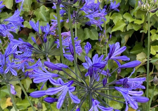 Agapanthus africanus  Su Casa