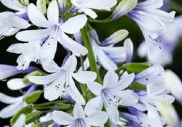 Agapanthus africanus Twister
