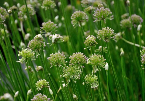 Allium Avatar