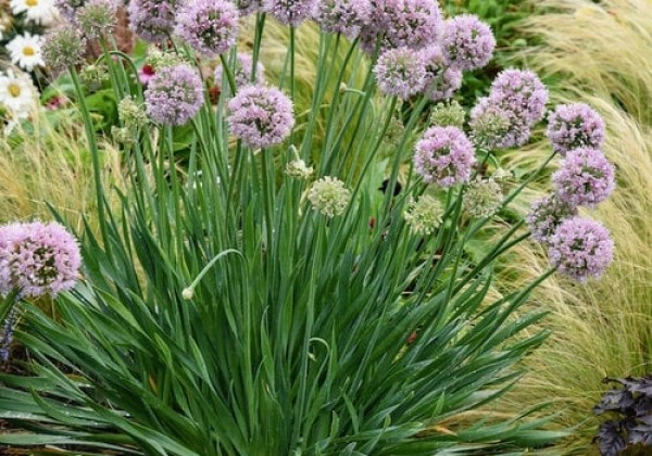 Allium Bubble Bath