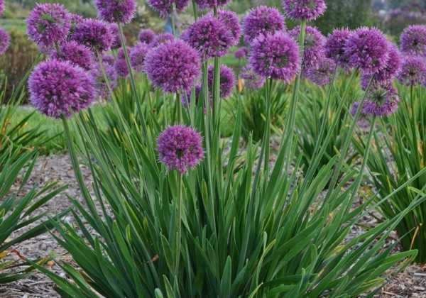 Allium Lavender Bubbles