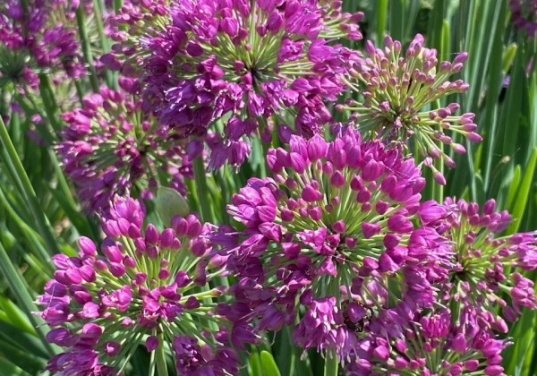 Allium Lavender Bubbles