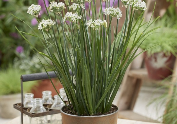 Allium tuberosum Cliffs of Dover