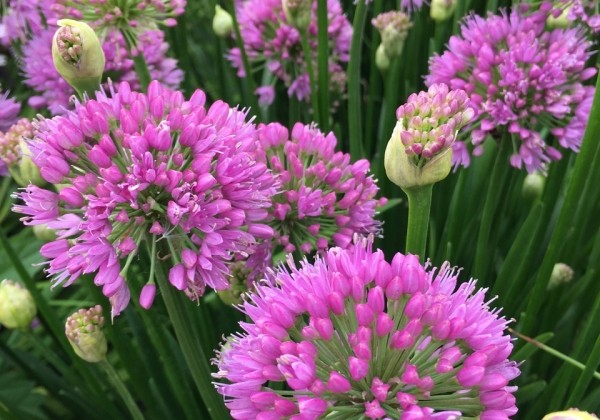 Allium Millenium