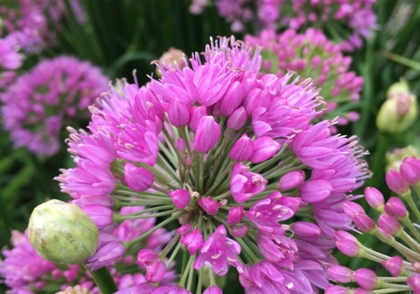 Allium Millenium