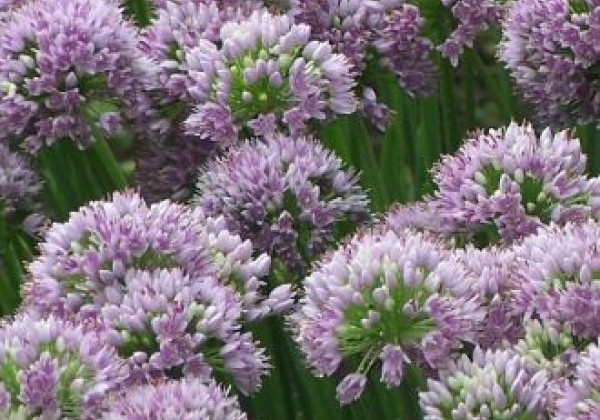 Allium Little Sapphire