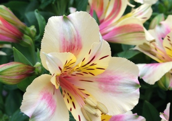 Alstroemeria hybrida Little Miss Christina