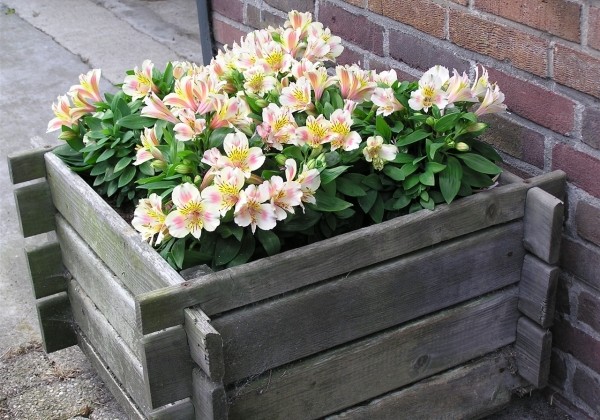 Alstroemeria hybrida Little Miss Christina