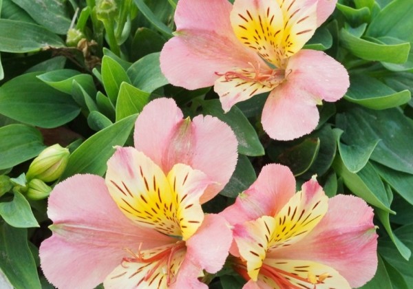 Alstroemeria hybrida Little Miss Davina