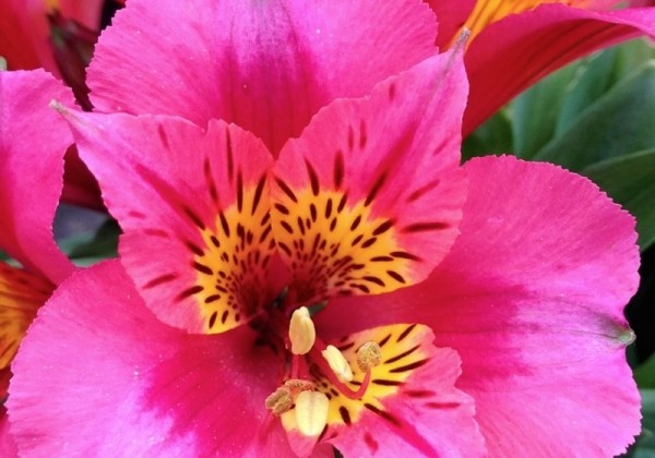 Alstroemeria hybrida Little Miss Roselind