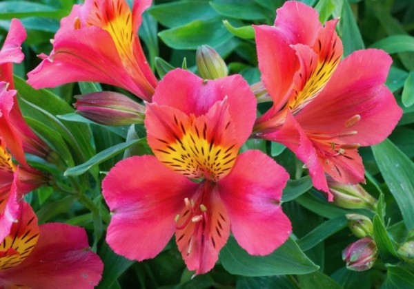 Alstroemeria hybrida Little Miss Tara