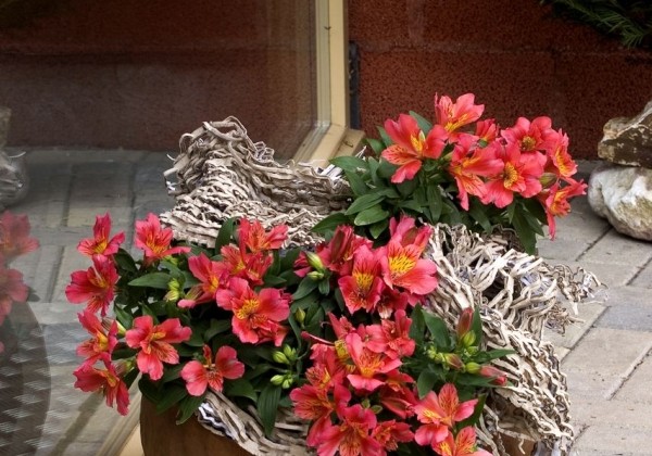 Alstroemeria hybrida Little Miss Tara