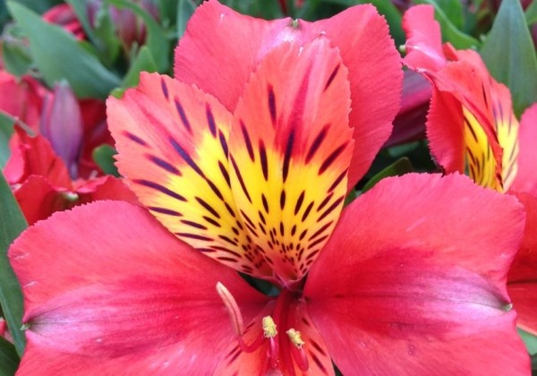 Alstroemeria hybrida Little Miss Tara