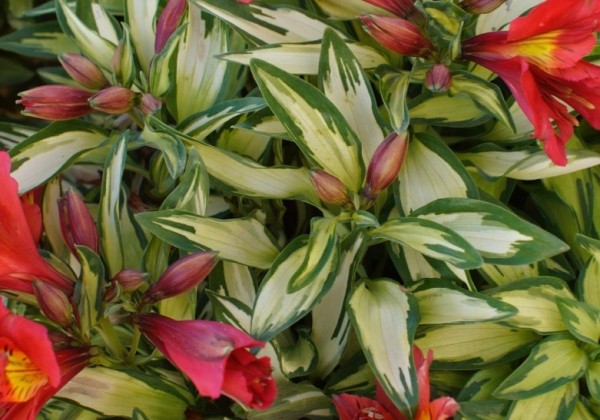 Alstroemeria hybrida Little Miss Zoe