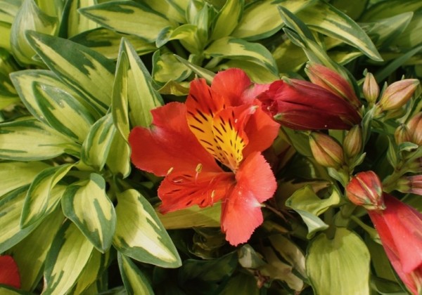 Alstroemeria hybrida Little Miss Zoe