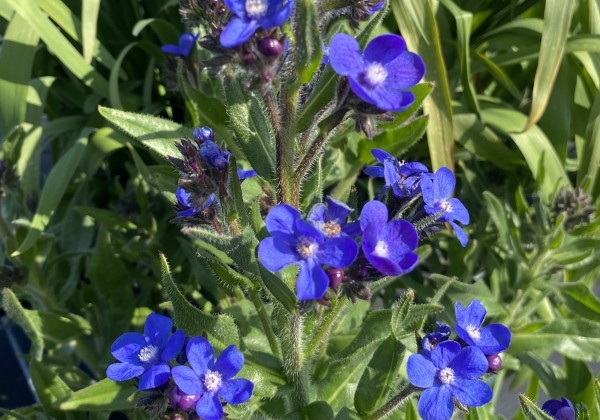 Anchusa  Feltham Pride