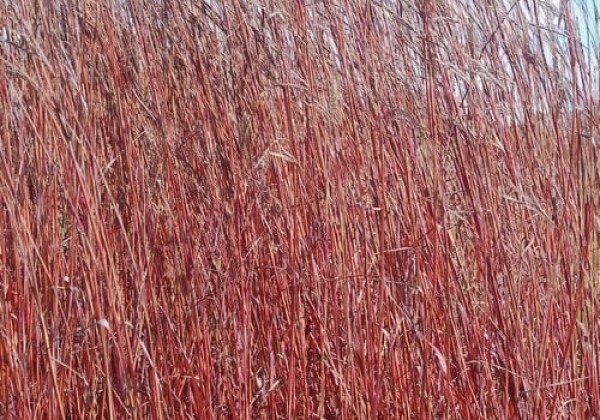 Andropogon gerardii Red October