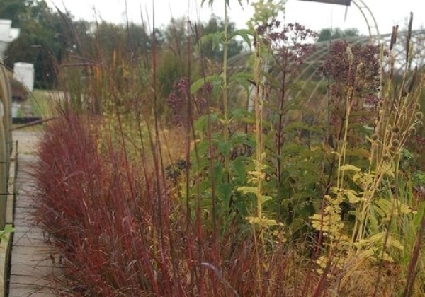 Andropogon gerardii Red October