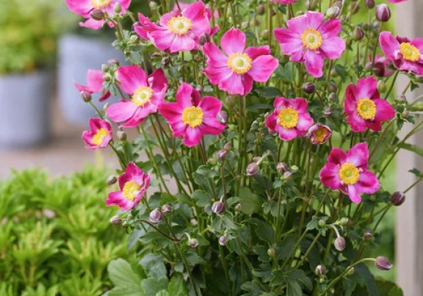 Anemone hybrida Fantasy Ariel