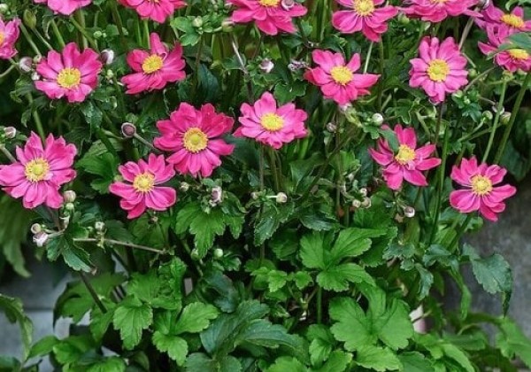 Anemone hybrida Fantasy Aurora