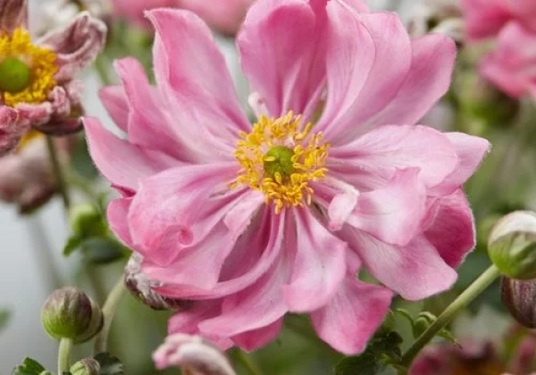 Anemone hybrida Fantasy Belle
