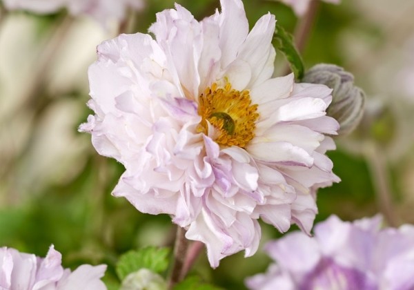 Anemone hupehensis Frilly Knickers