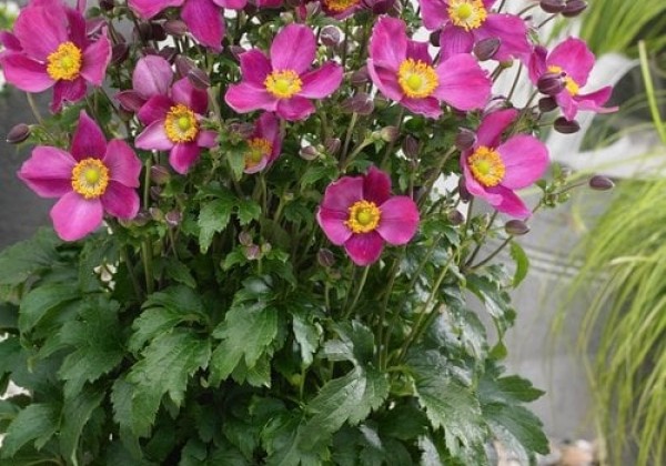 Anemone hybrida Fantasy Red Riding Hood
